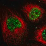 Merck Anti-MPP1 antibody produced in rabbit