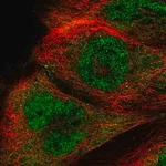 Merck Anti-RTCB antibody produced in rabbit