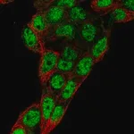 Merck Anti-PROX1 antibody produced in rabbit