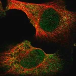 Merck Anti-BHLHB9 antibody produced in rabbit