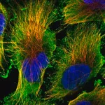 Merck Anti-CDK16 antibody produced in rabbit