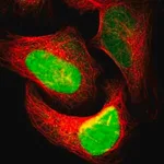 Merck Anti-APEX1 antibody produced in rabbit