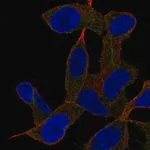 Merck Anti-GAB2 antibody produced in rabbit