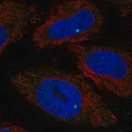 Merck Anti-RIBC1 antibody produced in rabbit