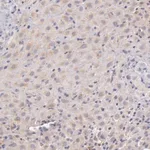 Merck Anti-C1R antibody produced in rabbit