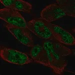 Merck Anti-LIN52 antibody produced in rabbit