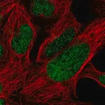 Merck Anti-FOXP2 antibody produced in rabbit