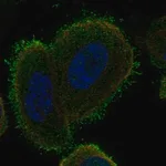 Merck Anti-C14orf37 antibody produced in rabbit