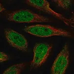 Merck Anti-ALX4 antibody produced in rabbit