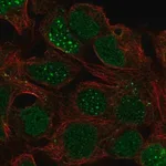 Merck Anti-LBX1 antibody produced in rabbit