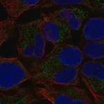Merck Anti-MCAT antibody produced in rabbit