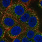 Merck Anti-ALG12 antibody produced in rabbit