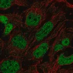 Merck Anti-PRDM16 antibody produced in rabbit