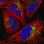 Merck Anti-FBXL12 antibody produced in rabbit