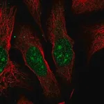 Merck Anti-ESF1 antibody produced in rabbit