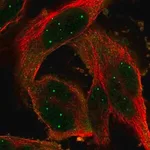 Merck Anti-POU6F1 antibody produced in rabbit