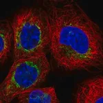 Merck Anti-BCL2L13 antibody produced in rabbit