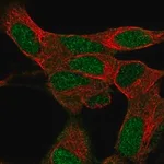 Merck Anti-KRBA1 antibody produced in rabbit