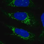 Merck Anti-PLD5 antibody produced in rabbit