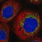 Merck Anti-TBRG4 antibody produced in rabbit