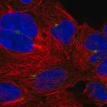 Merck Anti-UXT antibody produced in rabbit