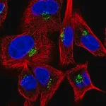 Merck Anti-GOLGA1 antibody produced in rabbit