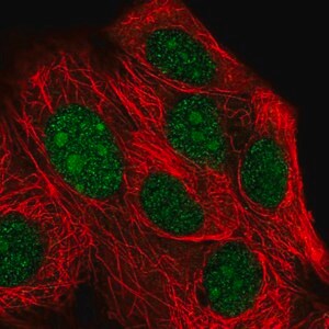 Merck Anti-XRN2 antibody produced in rabbit