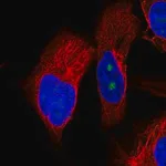 Merck Anti-OSGIN2 antibody produced in rabbit