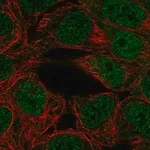 Merck Anti-PPARGC1B antibody produced in rabbit