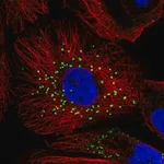 Merck Anti-JAG2 antibody produced in rabbit