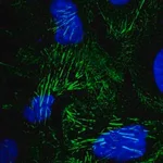 Merck Anti-SEPT9 antibody produced in rabbit