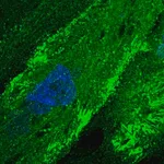 Merck Anti-FMN2 antibody produced in rabbit