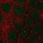 Merck Anti-NELFCD antibody produced in rabbit