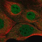 Merck Anti-NFATC3 antibody produced in rabbit
