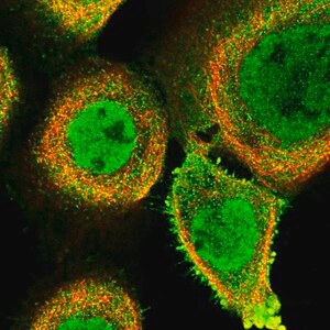 Merck Anti-FAM189B antibody produced in rabbit