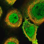 Merck Anti-FAM189B antibody produced in rabbit