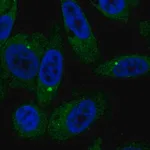 Merck Anti-BMT2 antibody produced in rabbit