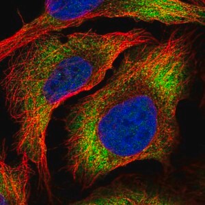 Merck Anti-ZC3HAV1L antibody produced in rabbit