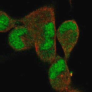 Merck Anti-DNAJB5 antibody produced in rabbit