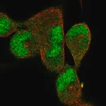 Merck Anti-DNAJB5 antibody produced in rabbit