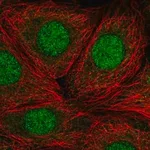 Merck Anti-RP9 antibody produced in rabbit