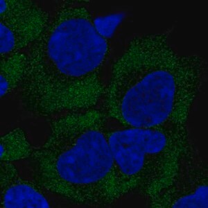 Merck Anti-GIGYF2 antibody produced in rabbit