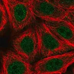 Merck Anti-ZNF789 antibody produced in rabbit