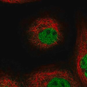 Merck Anti-TOGARAM1 antibody produced in rabbit
