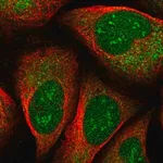 Merck Anti-EEF1D antibody produced in rabbit