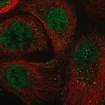 Merck Anti-ARNTL antibody produced in rabbit