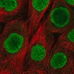 Merck Anti-H2AFY antibody produced in rabbit