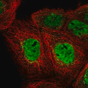 Merck Anti-EHF antibody produced in rabbit