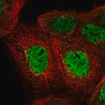 Merck Anti-EHF antibody produced in rabbit