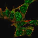 Merck Anti-AKAP17A antibody produced in rabbit